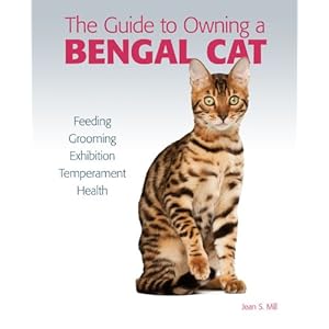 Guide to Owning a Bengal Cat