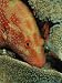 A Coral Cod/Blue-Spotted Grouper Nestled in a Crevass Among Coral Artists Photographic Poster Print, 18x24
