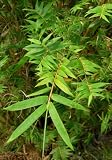 Fernleaf Stripestem Bamboo Plant Live Tropical Clumping Medium to High Light Indoor Outdoor Landscape or Houseplant Unique Gift for Home, Office Great Patio Decor Evergreen Perennial Clumping Grass Great Green Holiday Gift FREE SHIPPING