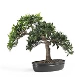 51bOSl124IL. SL160  Japanese Ficus Bonsai 16 in