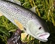 Taxidermy 14" Fiberglass Weakfish Sculpture Statue