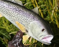 Taxidermy 14" Fiberglass Weakfish Sculpture Statue