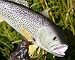 Taxidermy 14" Fiberglass Weakfish Sculpture Statue
