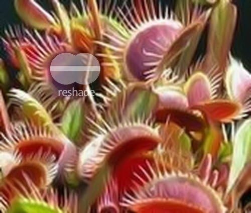 Exotic Plants Dionaea muscipula Red Burgundy - venus fly trap - 5 seeds