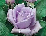 Review World of Roses  / Blue Moon