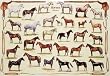 Horse Breeds Poster