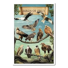 Birds Of Prey Poster Magnetic Notice Board White Framed - 96.5 x 66 cms (Approx 38 x 26 inches)