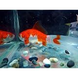 ���i�̏ڍ�