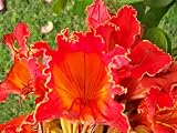 15 RED AFRICAN TULIP TREE (Fire Tree / Flame of the Forest / Fountain Tree) Spathodea Companulata Seeds