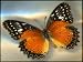 Batik Lacewing Canvas Art (24