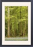 IMAGE OF Framed Prints of Woodland from Ardea Wildlife Pets