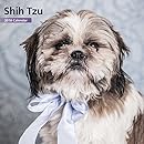 Shih Tzu 12 Month 2016 Mini Calendar