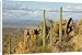 Canvas Prints of Giant Cactus / Saguaro - Saguaro National Park (west) from Ardea Wildlife Pets