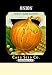Onion - Yellow Globe Danvers 12x18 Giclee on canvas