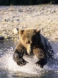 Alaskan Brown Bear, Large Male Catching Salmon in Water, Alaska Photographic Poster Print by Daniel Cox, 24x32