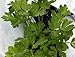 Italian Flat Leaf Parsley - Favored by Chefs! - 3