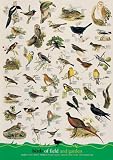 Birds of Field and Garden Poster