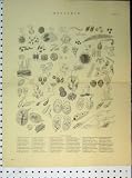 C1890 Infusoria Genera Species Antique Print Organisms