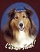 Book Pet Star Jewish New Year Cards - Sheltie
