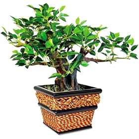 Nu-Dell T7318 Artificial Bonsai in Black Square Sea Grass Planter, 12