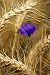 Bachelor Button Flower in Wheat Field - 24