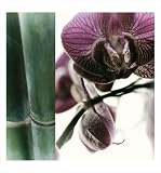 Bamboo I (Orchid) by Jennifer Broussard,13 in. x 14 in.