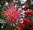 Coral Gum Eucalyptus torquata 20 Seeds - Tropical