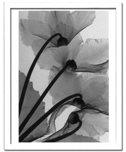 X-Ray PHOTOGRAPHY（レントゲンフォトグラフィー）ポスターフレーム Steven N.Meyers / Cyclamen study 4 430x530x30mm