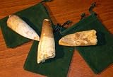 Dinosaur Tooth - 1 Genuine Spinosaurus Fossil Tooth - Extra Large!