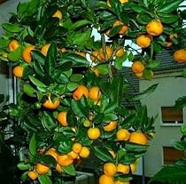 Panama Orange Tree - Calamondin 10 Seeds - Citrus mitis