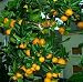 Panama Orange Tree - Calamondin 10 Seeds - Citrus mitis