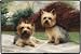 Pet Supplies : Dog Breed Doormats by Fiddlers Elbow - Yorkie