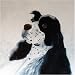 25 Pack Cocker Spaniel Note Cards by Dick Larsen