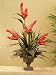 Tropical Red Ginger Silk Orchid O117-58