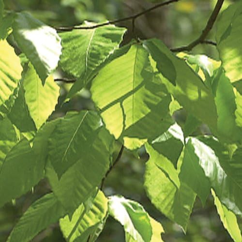 Photosynthesis: Transforming Light to Life DVD