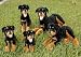 Rottweiler (lying) 16in Animal Puppet (P84084)