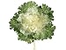 11 Large Japanese Cabbage Spray White (Pack of 6)