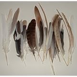 Assortment Pheasant Dove Pigeon Feathers