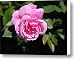 Fresh Pink Rose on Bush Canvas Print / Canvas Art - Artist Linda Phelps