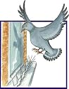 BirdBan anti perching bird spikes - 6 metre pack (18 x 330mm strips)