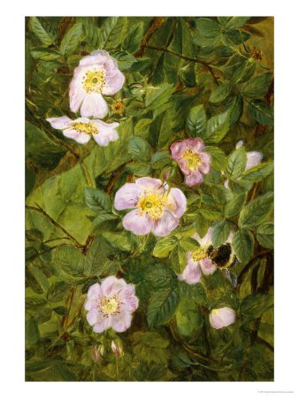 Wild Roses