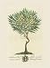 Lord Bishop of London Botanical - Georg Dionysius Ehret Art Print Poster 15 x 20