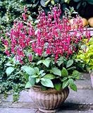 New Sensation Cape Fuchsia - Phygelius - Indoors or Out