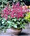 New Sensation Cape Fuchsia - Phygelius - Indoors or Out