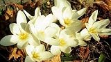 Amazon / Hirts: Bulbs: White Speciosus albus Fall Crocus 10 Bulbs