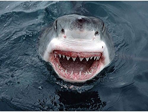 White Shark - Wildlife Animal Art Print Poster Wall Decor Home Decor(24x16inches)