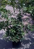 Nippon Orangequat Tree, Five Gallon Container