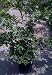 Nippon Orangequat Tree, Five Gallon Container