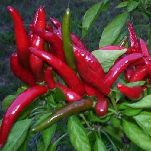 Ein extrem scharfes Chili mit Ursprung in Thailand - Thai hot chili - 10 Samen
