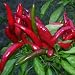 Ein extrem scharfes Chili mit Ursprung in Thailand - Thai hot chili - 10 Samen
